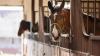 Arkansas officials suggest postponing events involving horses amid EHV outbreaks