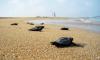 Feeling Magnetism Helps These Little Sea Turtles Find Food