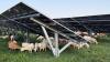 Sheep Make The Case For Solar Power In Deep Red Coal State
