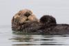 ‘Forever chemical’ contamination could undermine sea otters’ fragile recovery in Canada