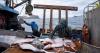 Off Alaska's coast, halibut abundance and size pose challenges to fishermen and orcas