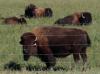 Bison industry looks to the future at their National Convention leading into Canadian Western Agribition