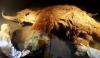 Scientists discover RNA molecules from a mammoth that went extinct 40,000 years ago