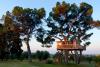 Relax above it all in treehouse hotels