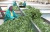 Tea factories net Sh1.3b at Mombasa auction