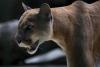 The Cat That Came Back: How Chile’s Puma Boom Is Rewriting Patagonia’s Wild Heart