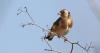 European Commission hits Malta with infringement proceedings over finch trapping