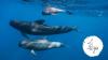 Monaco takes on presidency of Pelagos Agreement on marine mammals
