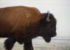 Revealing How Many Bison Really Live In Montana