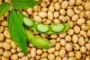 Can China's Million-Ton US Soybean Purchase Lift Agricultural ETFs?