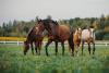 Commissioner Miller alerts Texas equine industry of EHV-1 outbreak, 1 confirmed case in Colo.