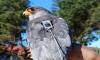 Tagged amur falcons fly 5,000 km from Manipur to Africa, leaving scientists amazed