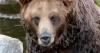 Grizzly bear attacks school group in Canada