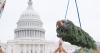 Nevada's first Capitol Christmas Tree 'Silver Belle' arrives in Washington D.C.