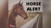 Some Alabama, Tennessee horse owners urged to quarantine amid EHV-1 outbreak concerns