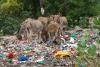 ‘Wake-up call’ as study finds microplastics in 100 per cent of donkey faecal samples tested in Kenya