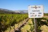 From Bordeaux to Chile: Celebrating a 'happy accident' this International Carmenère Day