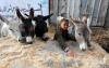 Germany is offering asylum to donkeys from Gaza. Gaza’s children? Not allowed.
