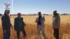 Agricultural Research, extension authority in Dhamar launches Wheat Harvest