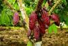 Cameroon Fast-Tracks Red Cocoa Label to Strengthen Non-Oil Export Revenues