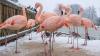 Pink Chilean flamingos in Scotland — and other news in pictures