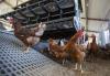 Avian influenza spreading in Belgium as the United States reports a second human death