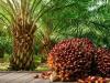World Bank, TCDA ramp up palm oil sector review after 2026 budget