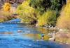 Zebra mussels found in Colorado River, not Yampa, but threat looms