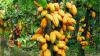 60% of world cocoa at risk as Ivory Coast eyes producer price reduction