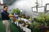 Hawaii’s flower industry wilts as it faces changing tastes, global competition