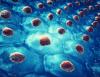 Scientists reverse aging in blood stem cells by restoring lysosome function