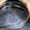 Malaysian scientists recruit bed bugs as crime scene sleuths