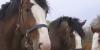Equine herpes outbreak threatens Arkansas horses