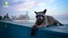 Raccoons Are Changing, COP30 In Brazil, and New Fluoride Research