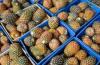 Cameroon’s Pineapple Exports Drop 18% as Competitiveness Weakens