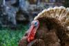 ‘Turkey’ means ‘thanksgiving’ in Hebrew. That’s just the start of Jewish links to the holiday.