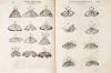 First Printed Book Entirely About Insects: Rare Book of the Week