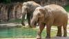 National Zoo in DC to welcome first Asian elephant calf in decades
