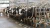 UK dairy farming benefits environment says report
