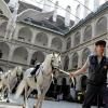 Vienna's Spanish Riding School probed over animal abuse claims