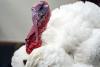 Trump pardons turkeys at White House in Thanksgiving tradition