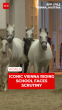 Austria Launches Investigation Into Lipizzaner Horse Abuse Allegations at Spanish Riding School
