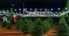 Agri-entertainment or bare essentials? Wisconsin's Christmas tree market adjusts in two directions