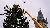 Prague’s Most Famous Christmas Tree Now in Place Ahead of Festive Decoration Days