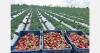 The rush to grow strawberries in Egypt results in falling prices
