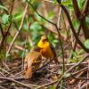Widespread Pollution Found in Northern Australia Bowerbirds