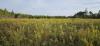 New $17.5-million initiative aims to restore Alabama Black Belt prairie: ‘Good for land and people’
