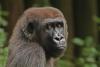 First three gorillas arrive at San Antonio Zoo as part of Congo Falls exhibit