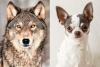 Scientists Discover Detectable Wolf DNA in Two-Thirds of Dog Breeds, Including Tiny Chihuahuas