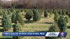 Tariffs on artificial trees may mean a business boost for local Christmas tree farms